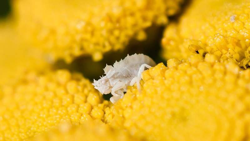 Illustration for article titled Ninja-Like Ambush Bugs Don't Subsist on Meat Alone